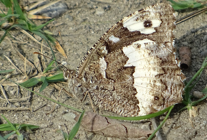 Brintesia circe - Nymphalidae Satyrinae